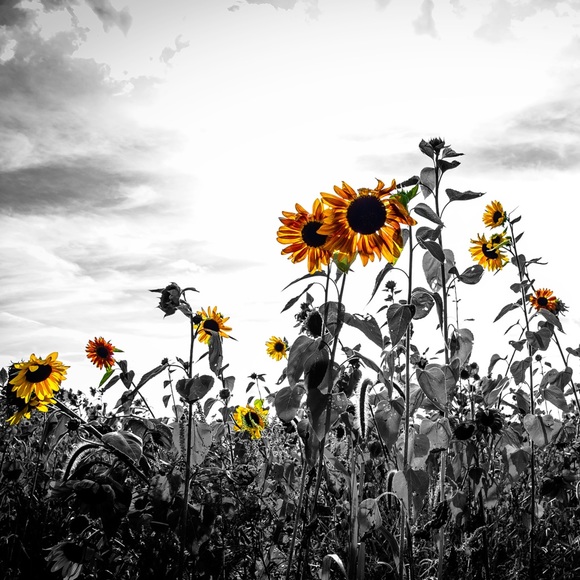 Meet your Posher, Samantha - Picture 2 of 2